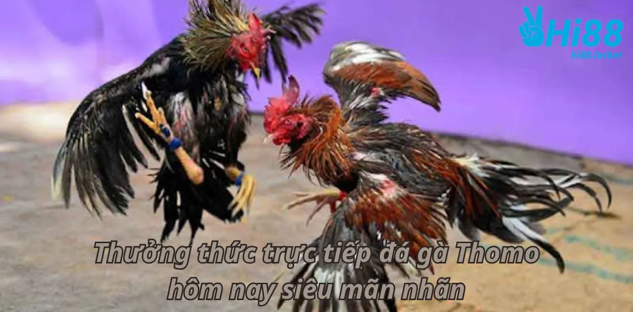 rực tiếp đá gà Thomo hôm nay