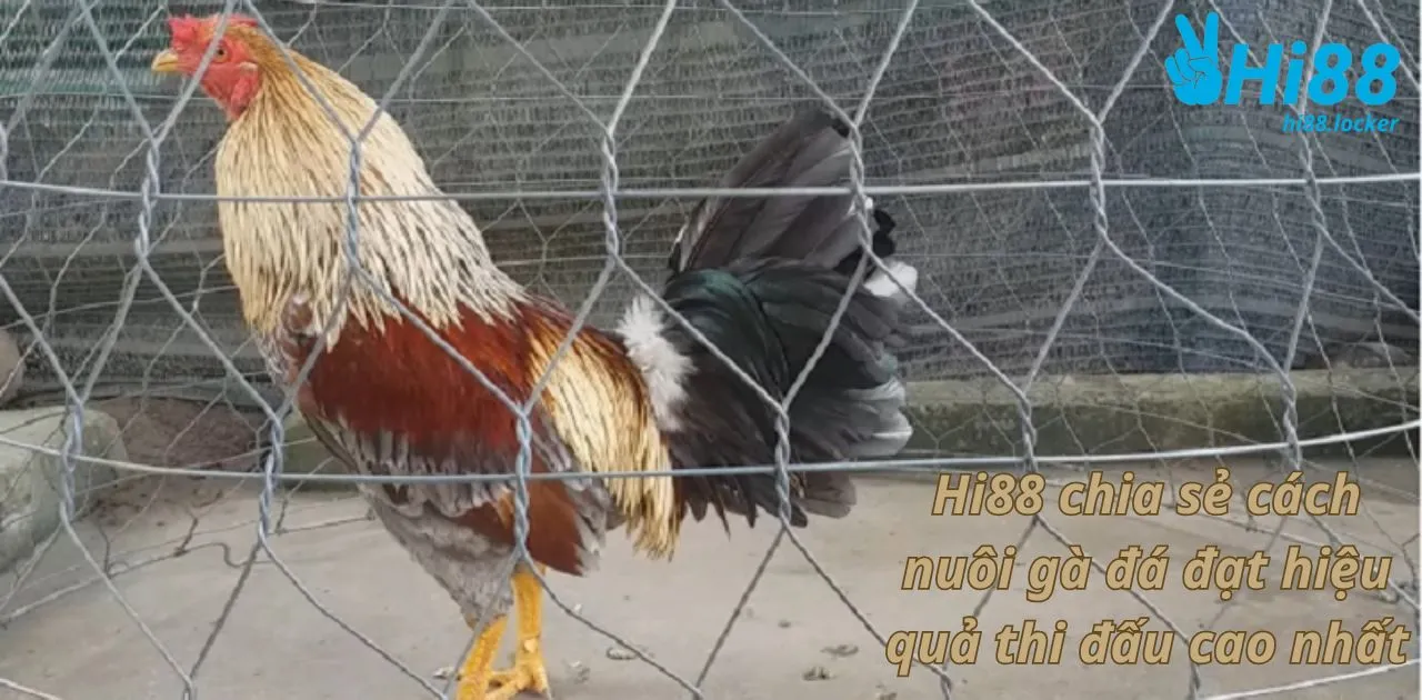hi88 chia se cach nuoi ga da dat hieu qua thi dau cao nhat | Hi88